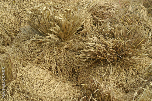 geernteter und gelagerter reis in garben bei der reisernte photo