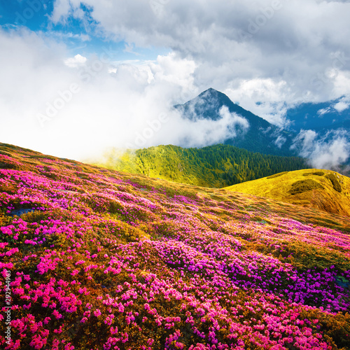 Summer landscape with pink blooming rhododendron flowers in the mountains glade. Beauty in nature world background