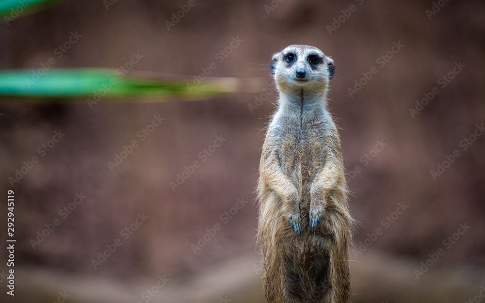 Fototapeta premium Meerkat And Friends Wildlife Animal