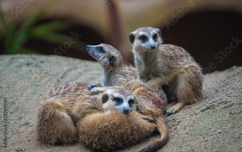  Meerkat And Friends Wildlife Animal