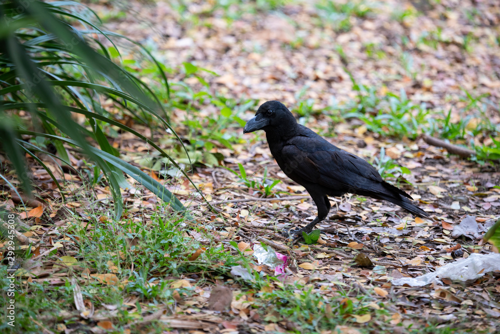 Naklejka premium Large-billed crow