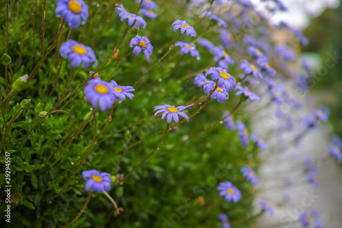 Spring colorful floral background with wild blue daisy flowers