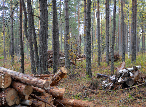 harvested logs firewood in the middle of the forest in rainy weather in autumn