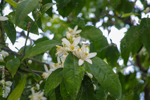 Seasonal blossom of orange tree, white flowers with strong smell photo