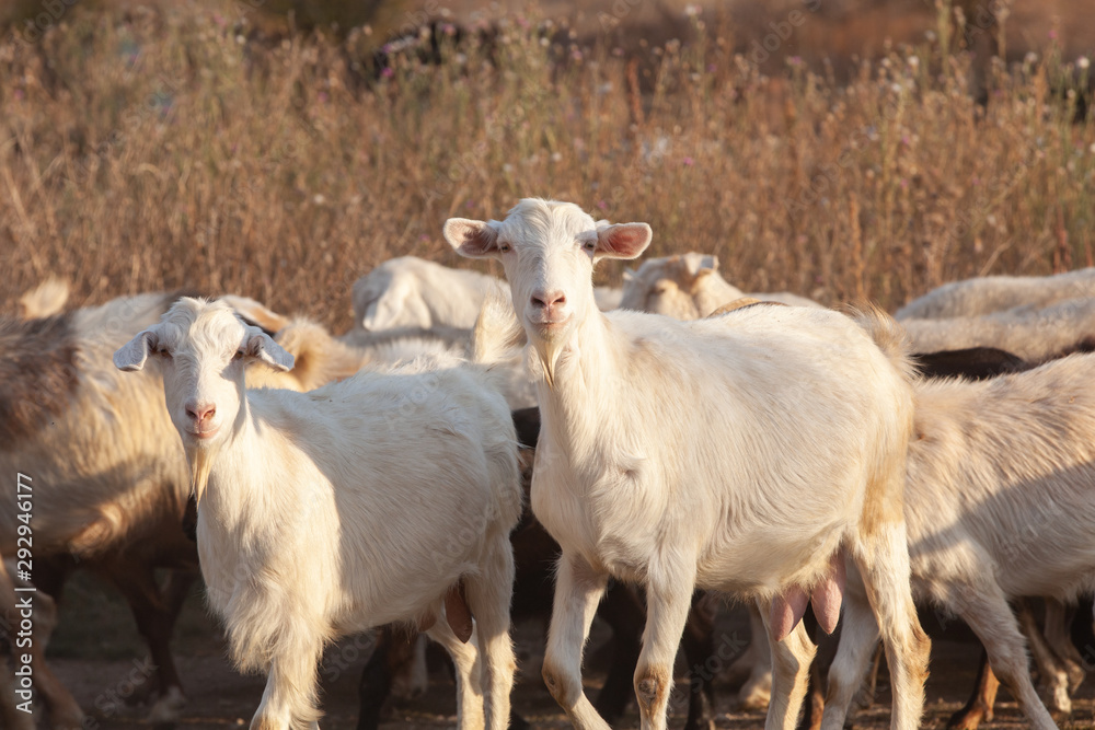 Curious goats. A herd of goats walking Curious goats. A herd of goats walking