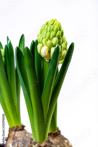Garden works in spring, young Dutch hyacinth flowers close up photo