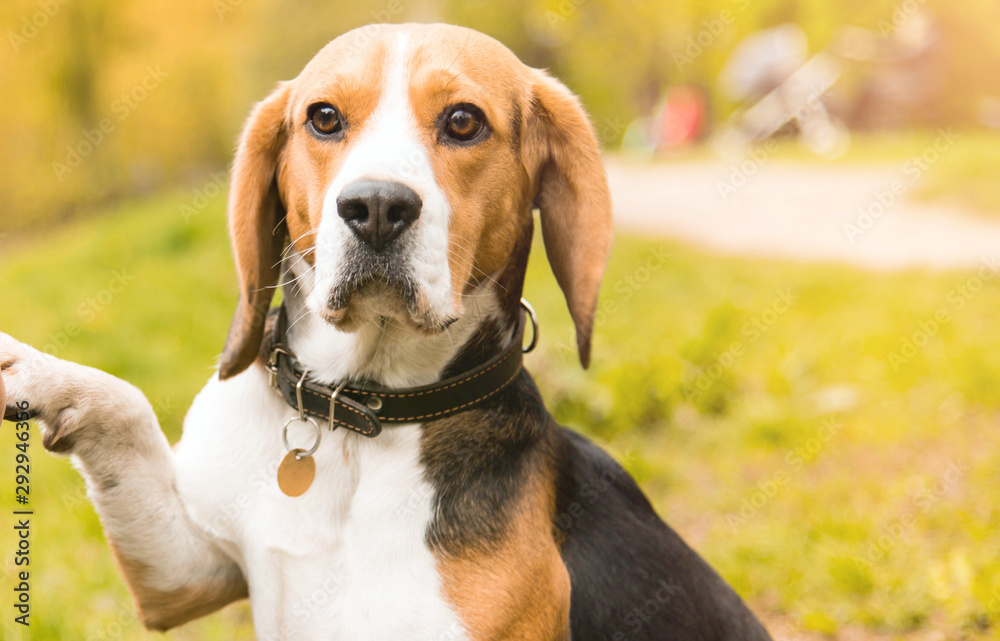 Walking with a dog in the park. The dog give five.