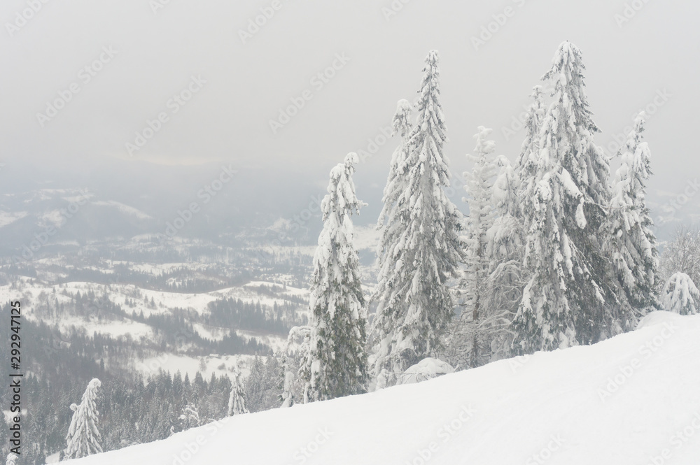 Obraz premium Snowy tall fir trees on a mountain slope in fog