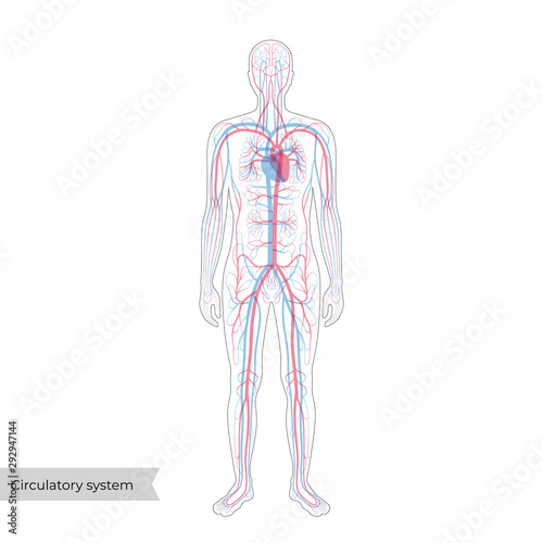 circulatory system anatomy Fototapeta