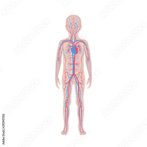 circulatory system anatomy