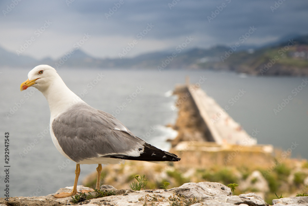 bird in its natural habitat in spain bird in its natural habitat in spain