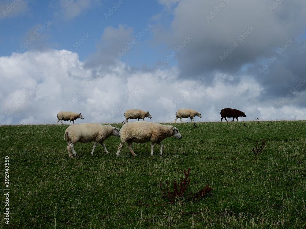 Fototapeta premium Schafe auf dem Deich