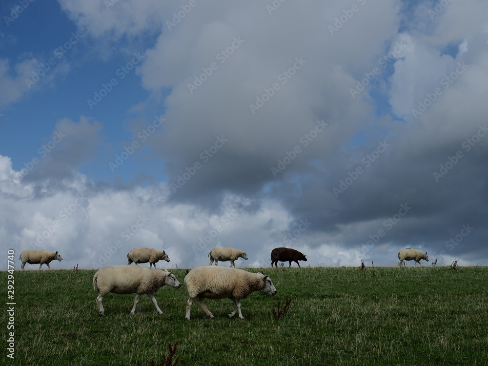 Obraz premium Schafe in Ameland
