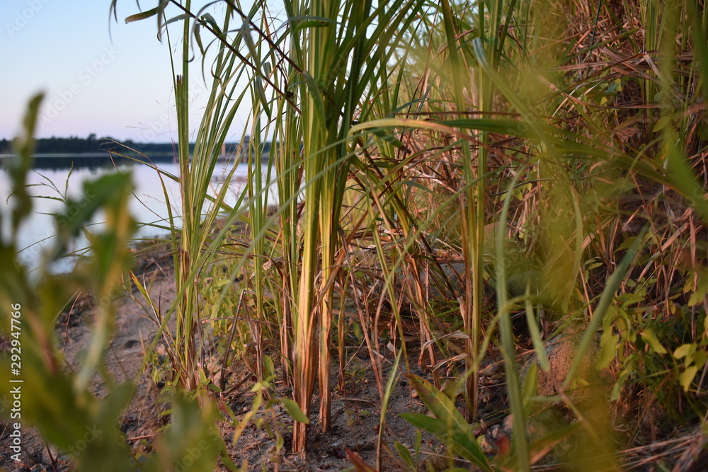 Fototapeta premium Grass growing on the beach