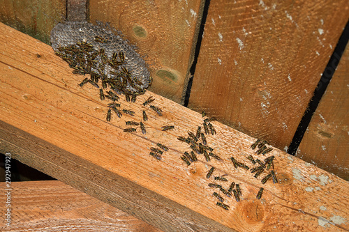 Vespula vulgaris. Wasp nest in the attic of the house.