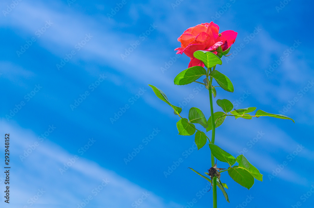 Beautiful bright roses under the blue sky