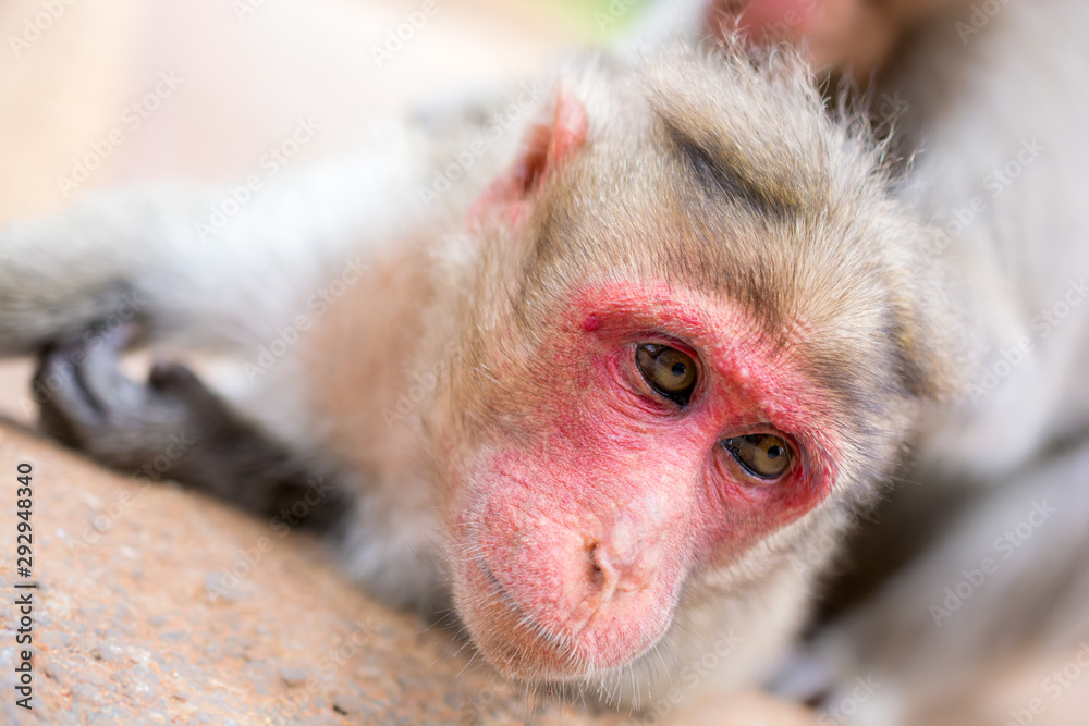 Face Monkey" Images – 13 Stock Photos, Vectors, and Video | Adobe Stock