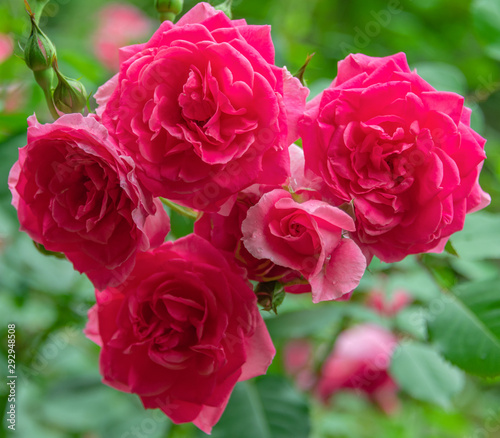 Bright and beautiful red roses in the flowers