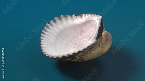 Scapharca - Bivalve mollusk shell (Anadara inaequivalvis) an invader in the Black Sea, an edible mollusk. photo