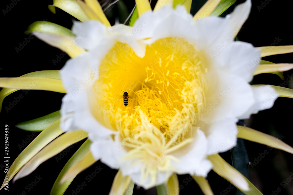 Fototapeta premium bee and Pollen dragon fruit flower on climber planting floral nature background