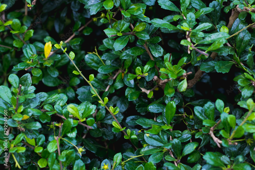 green Tooth brush tree or Siamese rough bush tree is herbal and decoration gardens on decorative tree planting herb natural background green Tooth brush tree or Siamese rough bush tree is herbal and decoration gardens on decorative tree planting herb natural background