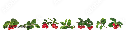 Foto Collage of berries and branches of mature lingonberry on a white background isol