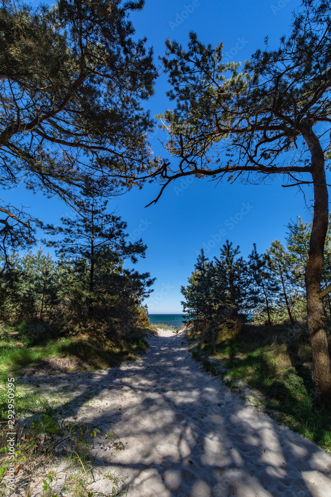 Kiefernwald auf der Schaabe, Rügen Kiefernwald auf der Schaabe, Rügen