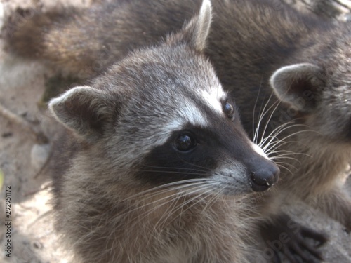 Raccoon close up photo