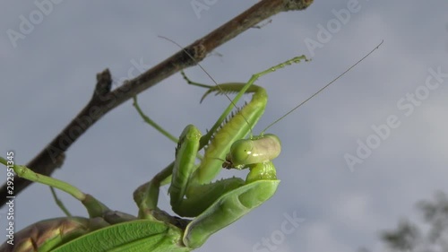 Female The European mantis (Mantis religiosa)  is waiting for its prey on a flower, close-up. Ukraine photo