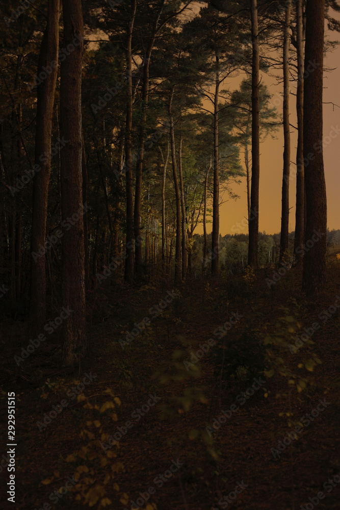 Obraz premium Mysterious night landscape