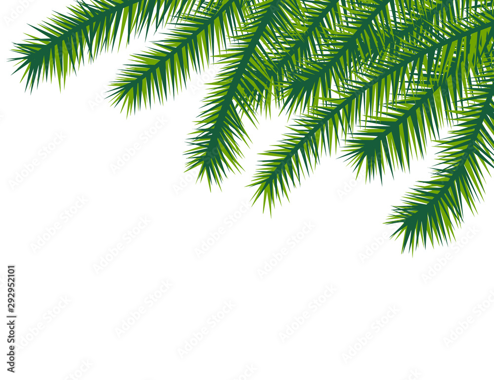 Christmas tree branch background