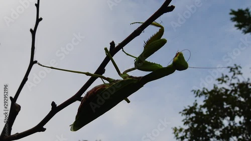 Female The European mantis (Mantis religiosa)  is waiting for its prey on a flower, close-up. Ukraine photo