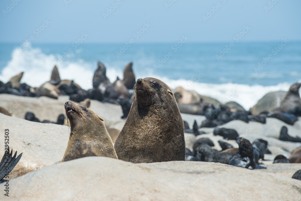 Fototapeta premium Namibia