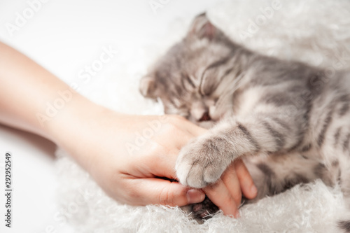 Cat love By the hand grip at hand. happy cat lovely comfortable sleeping by the woman stroking hand grip at . love to animals concept . photo