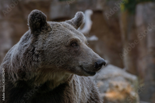 Retrato de un oso pardo en la naturaleza al atardecer