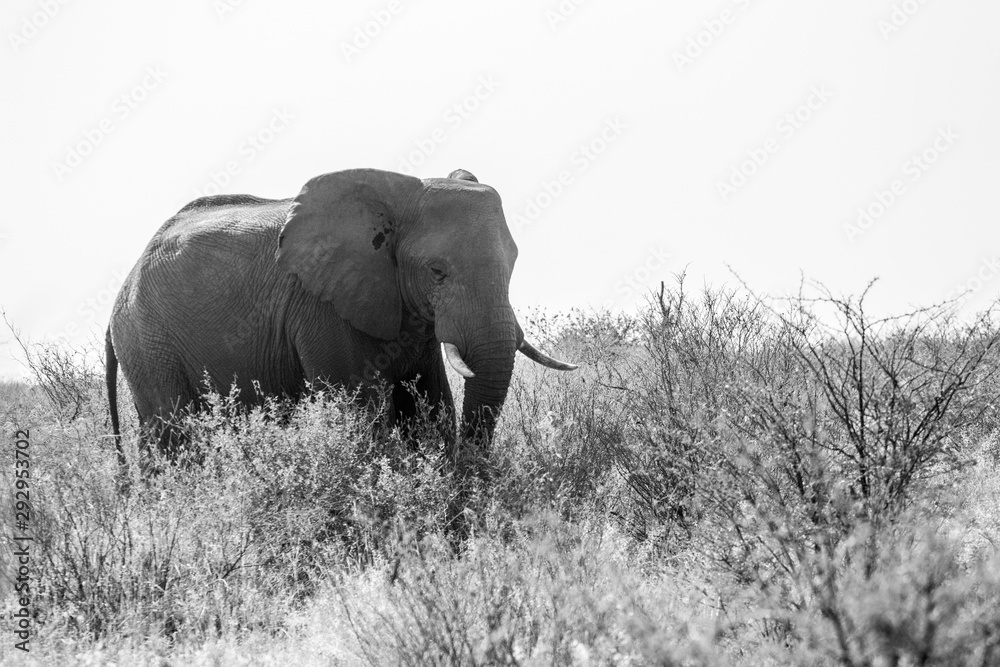 African elephant in black and white with high contrast, image of a wild elephant during a safari. Tourism in Africa with elephants in a nature reserve protected against ivory hunters.