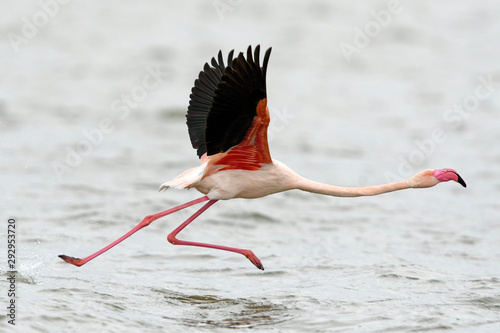 Rosaflamingo (Phoenicopterus roseus) - Greater flamingo photo