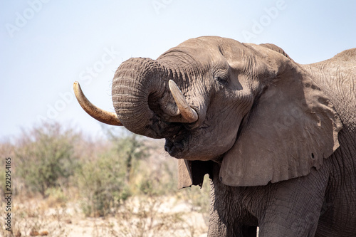 elephant in africa feeds and drinks during the dry season in botswana. Travel in the savannah with game drives and safaris in the nature reserves. wildlife photography in africa, wild elephants