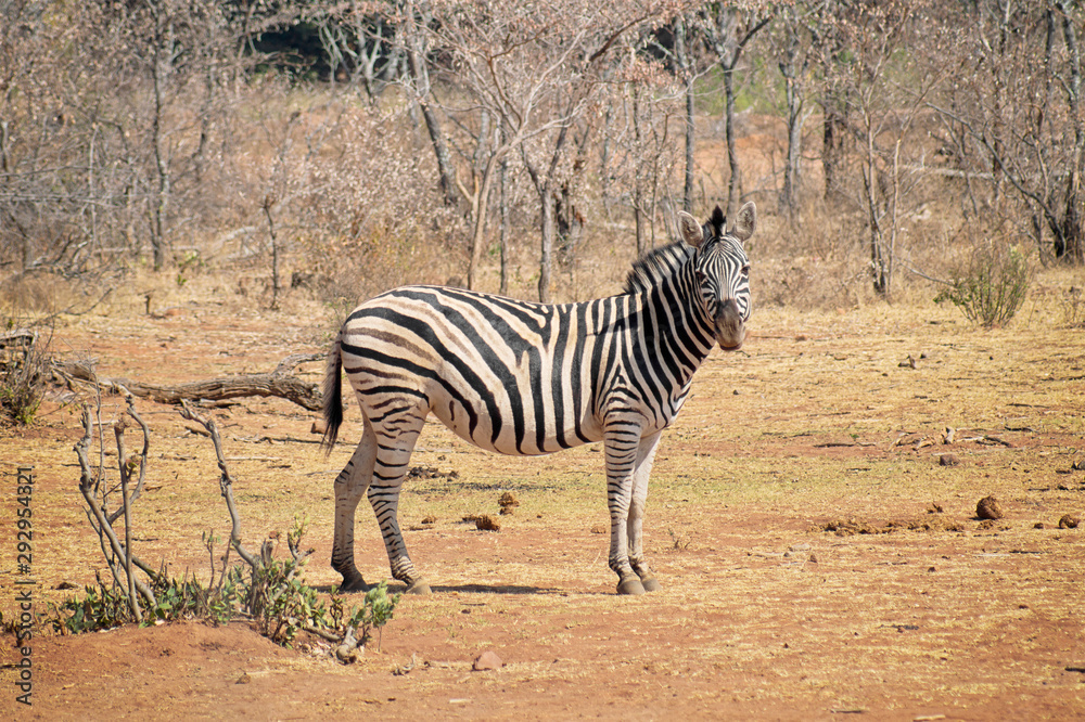 Obraz premium Zebra standing on the savannah looking straight ahead