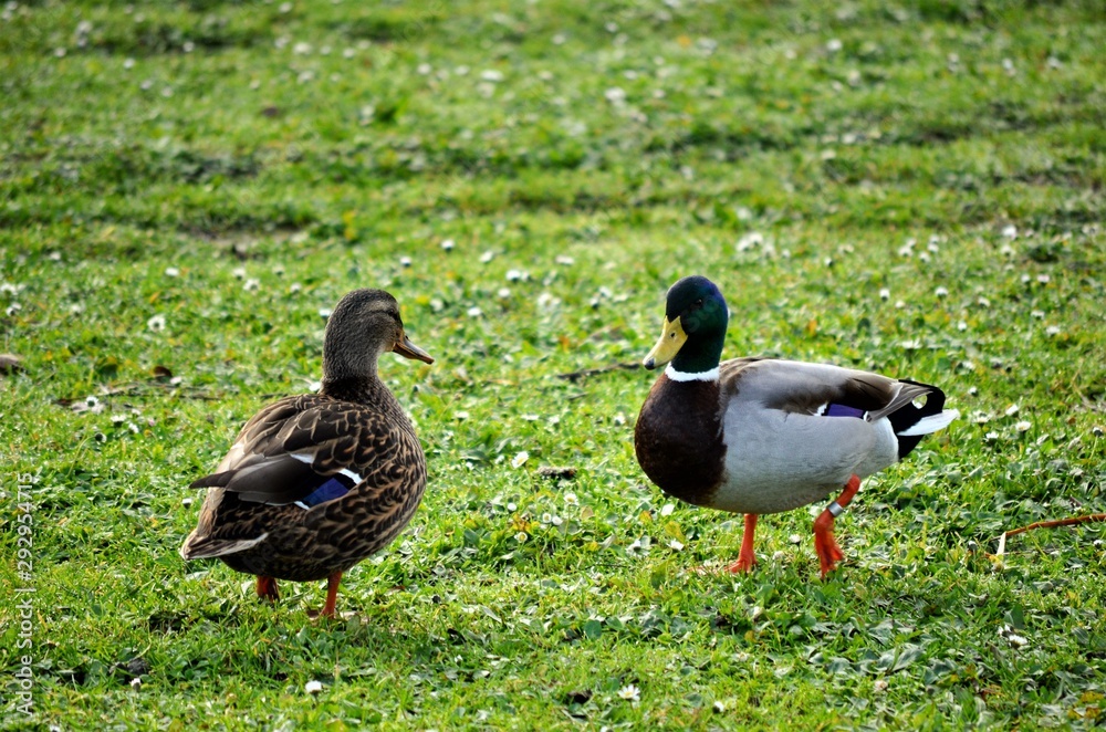 ducks on grass ducks on grass