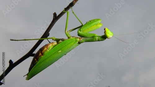 Female The European mantis (Mantis religiosa)  is waiting for its prey on a flower, close-up. Ukraine photo