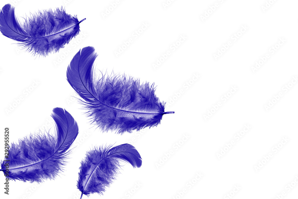 Obraz premium Beautiful soft a purple feathers falling in the air, isolated on white background 