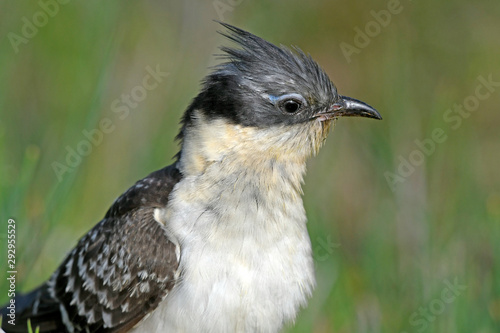 Häherkuckuck (Clamator glandarius) - Great spotted cuckoo photo