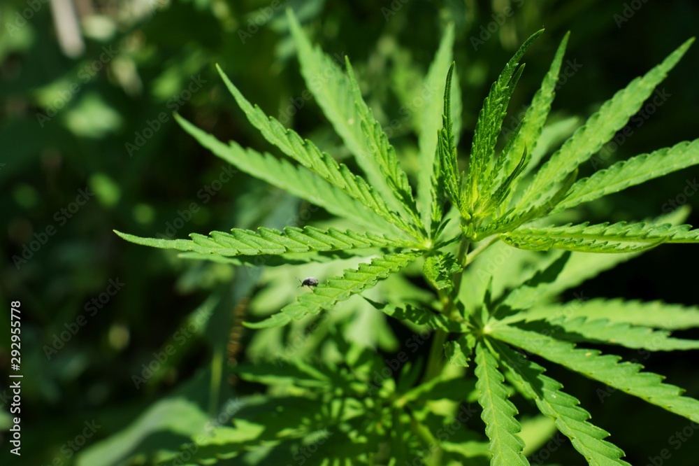 Hemp sprout plant macro on a beautiful background Hemp sprout plant macro on a beautiful background