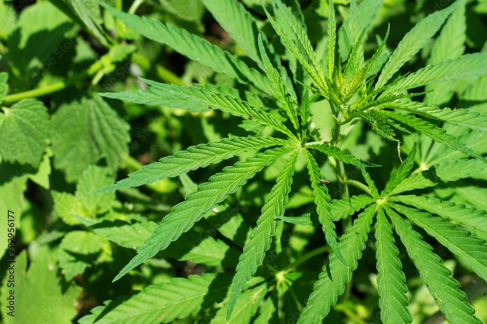Hemp sprout plant macro on a beautiful background Hemp sprout plant macro on a beautiful background