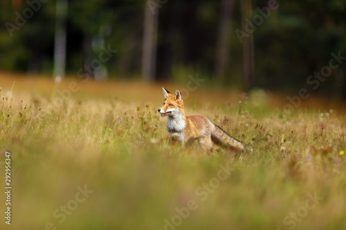 The red fox (Vulpes vulpes) looks for food in a meadow. Young red fox on green field with dark spruce forest in background.