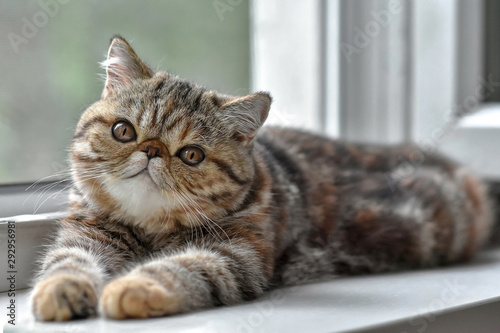 Brown exotic Shorthair kitten lying at the window and looks up. Toddler animals and Persian cats concept. © Светлана Акифьева