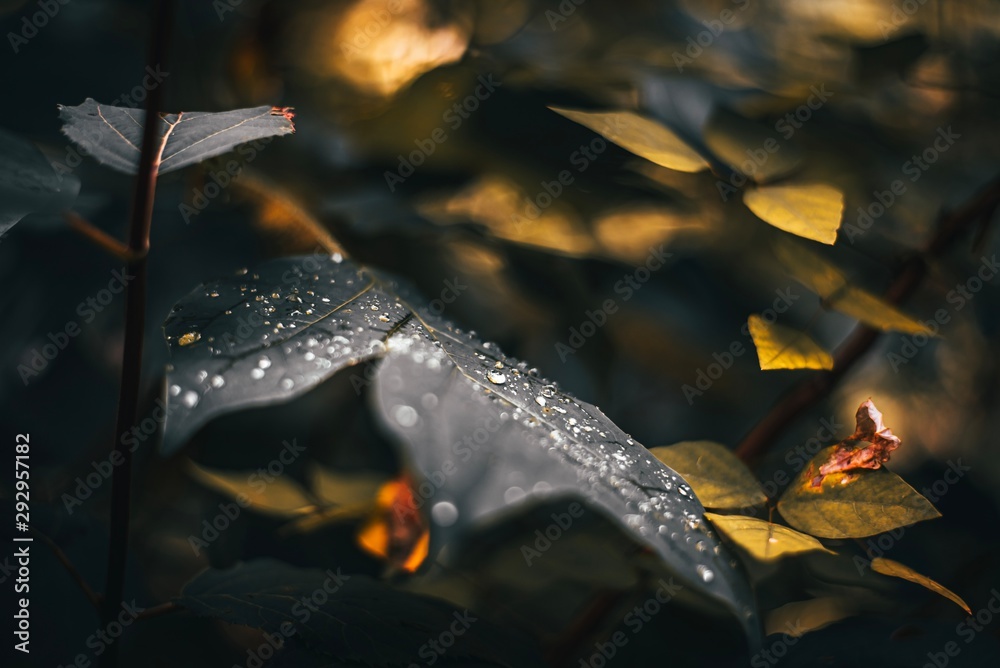 Fototapeta premium Water droplets on leaf