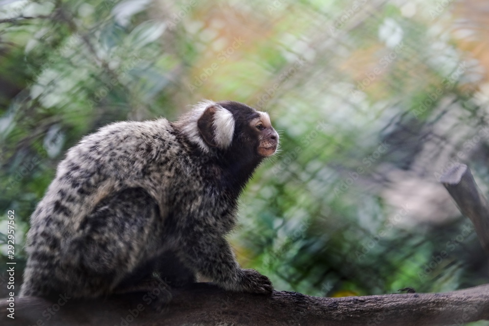 Obraz premium Monkey