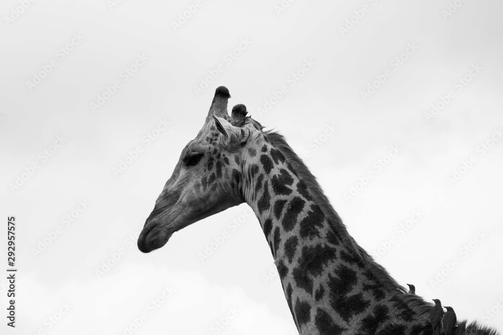 Naklejka premium Faune africaine